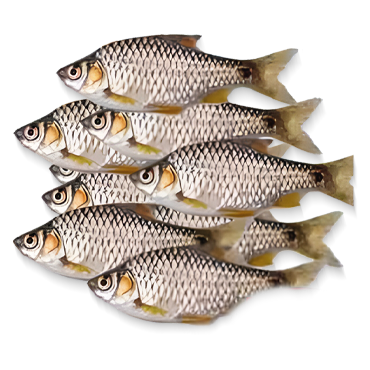 Game birds